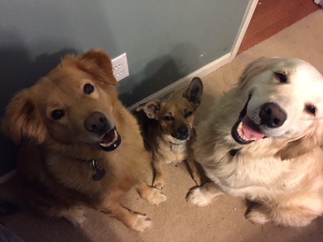 Katie loves her rescue dogs (L-R) Monkey, Peanut and Kasey.