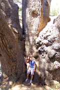 Tourists pose by the trunk of an ancient cedar. Photo courtesy DC Digital.