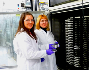 Collaborative experiments with the National Chemical Genomics Center are vital in generating data for Dr. Ivan Rusyn's research. Master's student Shannon O'Shea (above, left) and research specialist Oksana Kosyk traveled to the center to expose dozens of cell lines to various environmental chemicals, using the center's advanced robotic equipment.
