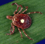 An adult female lone star tick. Photo source: CDC.