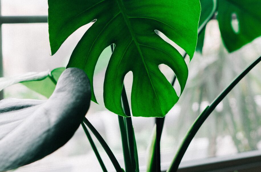 A plant sits on a window sill.