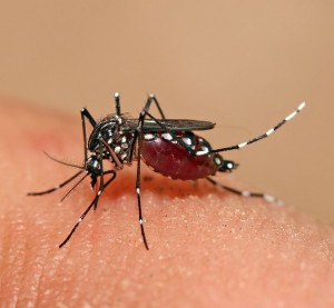 Close-up of Aedes aegypti