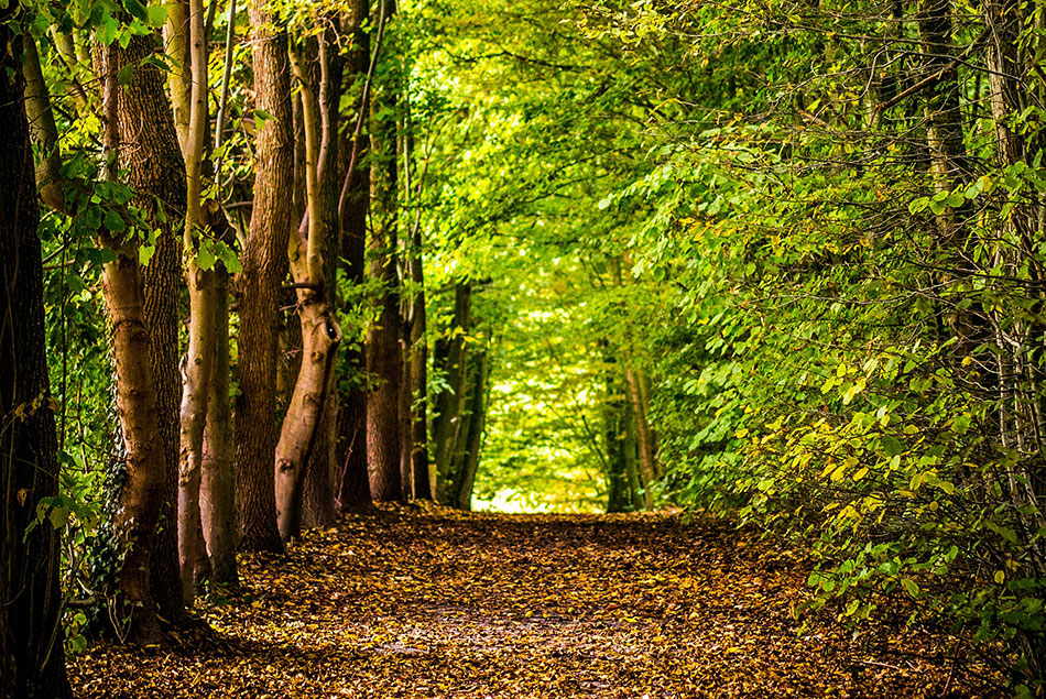 A forest path welcomes visitors.