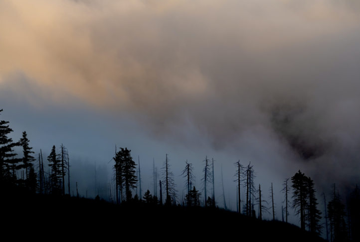 Smoke rises over the horizon of burned forest.