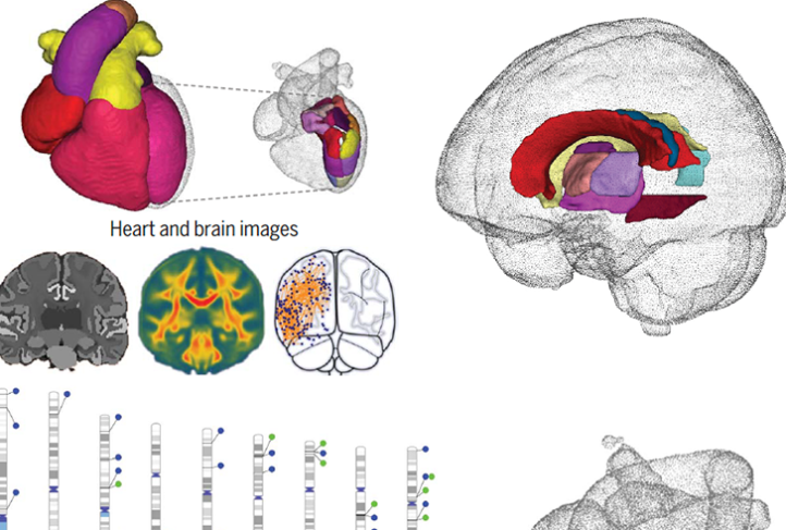 Heart-brain connections revealed by multiorgan imaging genetics