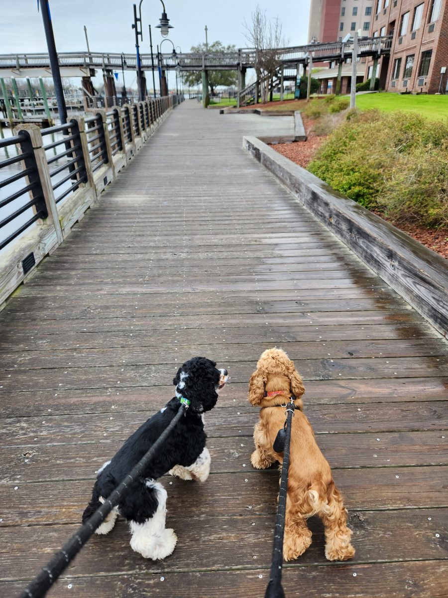 Clover and Mango explore the coast on one of their many road trips.