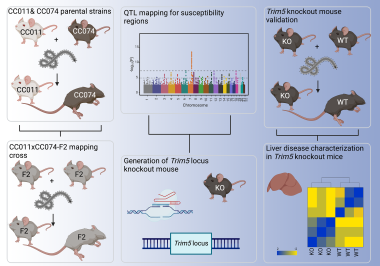 Graphic abstract: Mapping of susceptibility loci for Ebola virus pathogenesis in mice